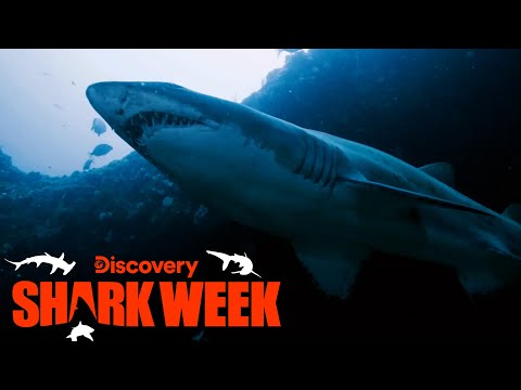 Best of Shark Week 2022 - YouTube