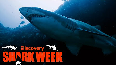 Best of Shark Week 2022