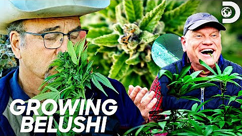 Growing Belushi