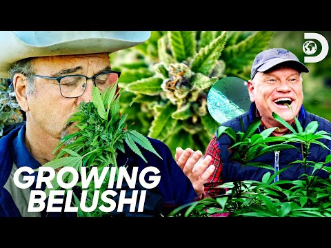 Growing Belushi - YouTube