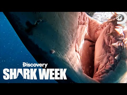 Shark Week 2023 - YouTube
