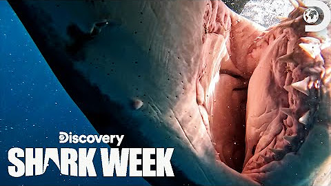 Shark Week 2023