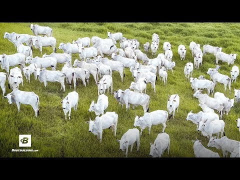 Vital Proteins - YouTube