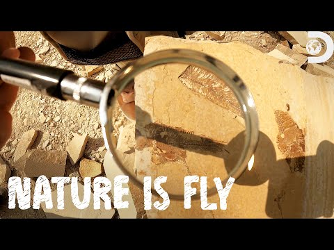 Nature is Fly - YouTube