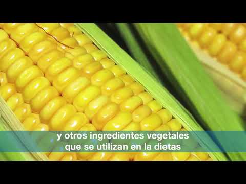 Ciencia a Nuestro Alrededor (ES) - YouTube