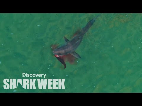 Shark Week 2019 - YouTube