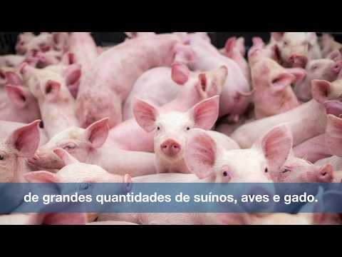 Nutrição (PT) - YouTube