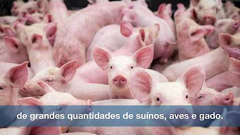 Nutrição (PT)