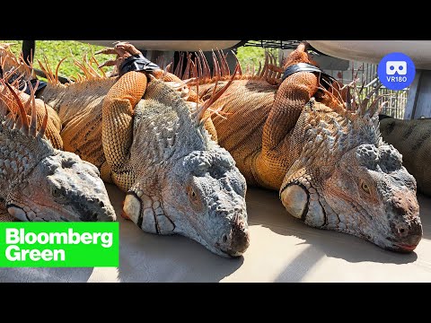 Immersive VR180 and 360 Videos - YouTube