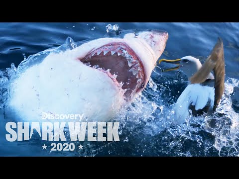 Shark Week 2020 - YouTube