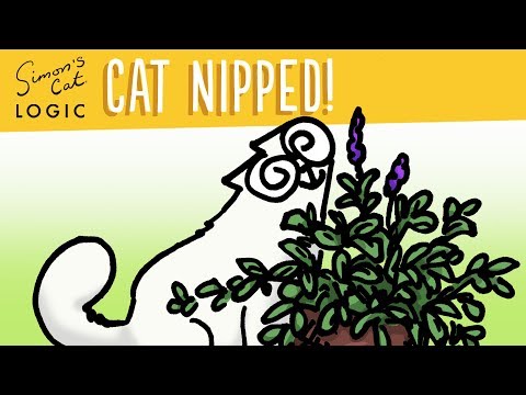 CAT LOGIC - YouTube