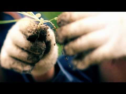 EXPERIMENTAL - YouTube