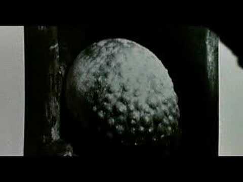 FILM: Contamination - Alien Arriva Sulla Terra (1980) - YouTube