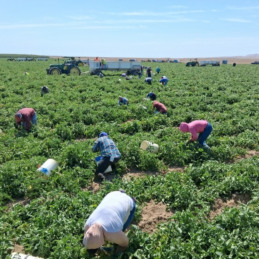 Trabajos de campo usa 