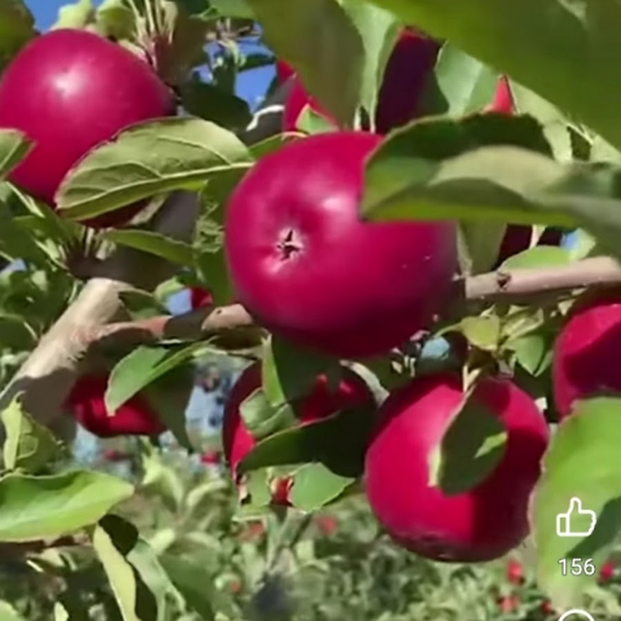 DEVLOPMENT OF HIGH DENSITY NURSERIES AND ORCHARDS
