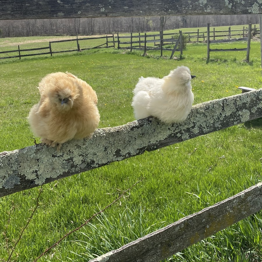 OTC SILKIE