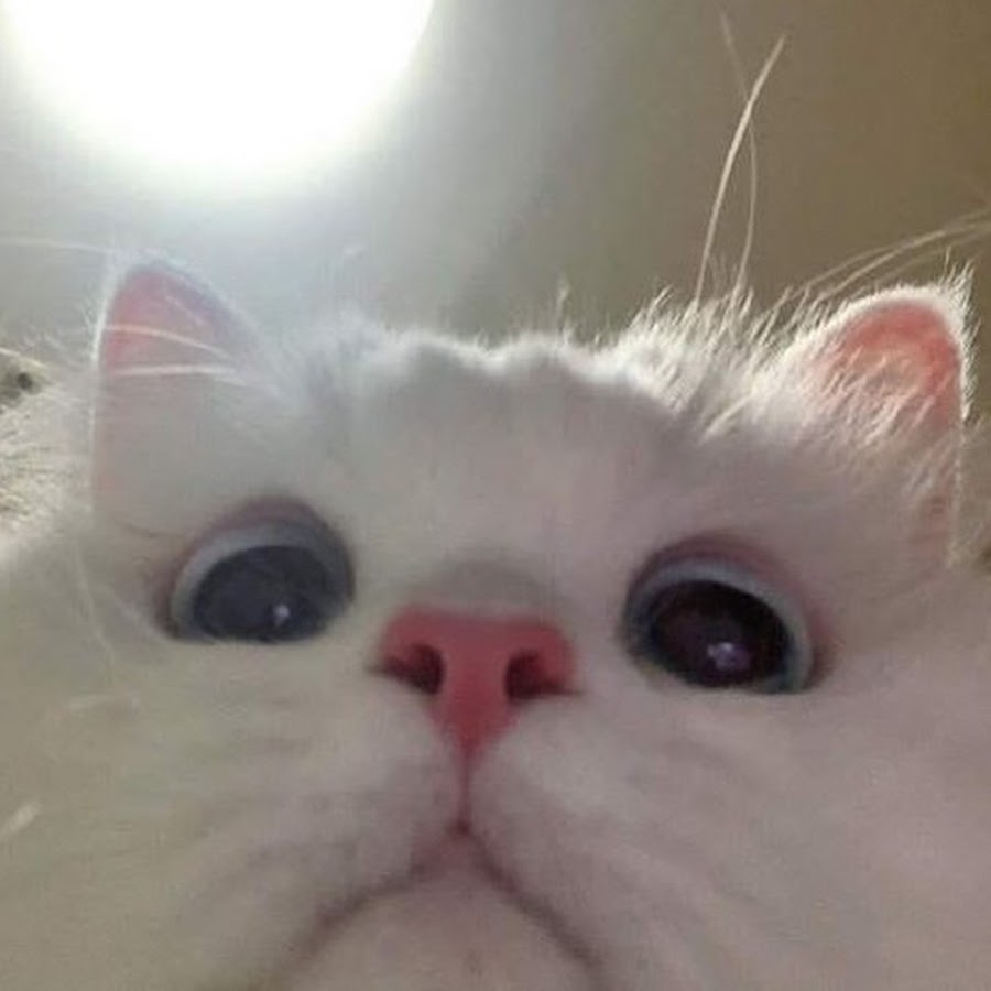 Meowgic_TV
