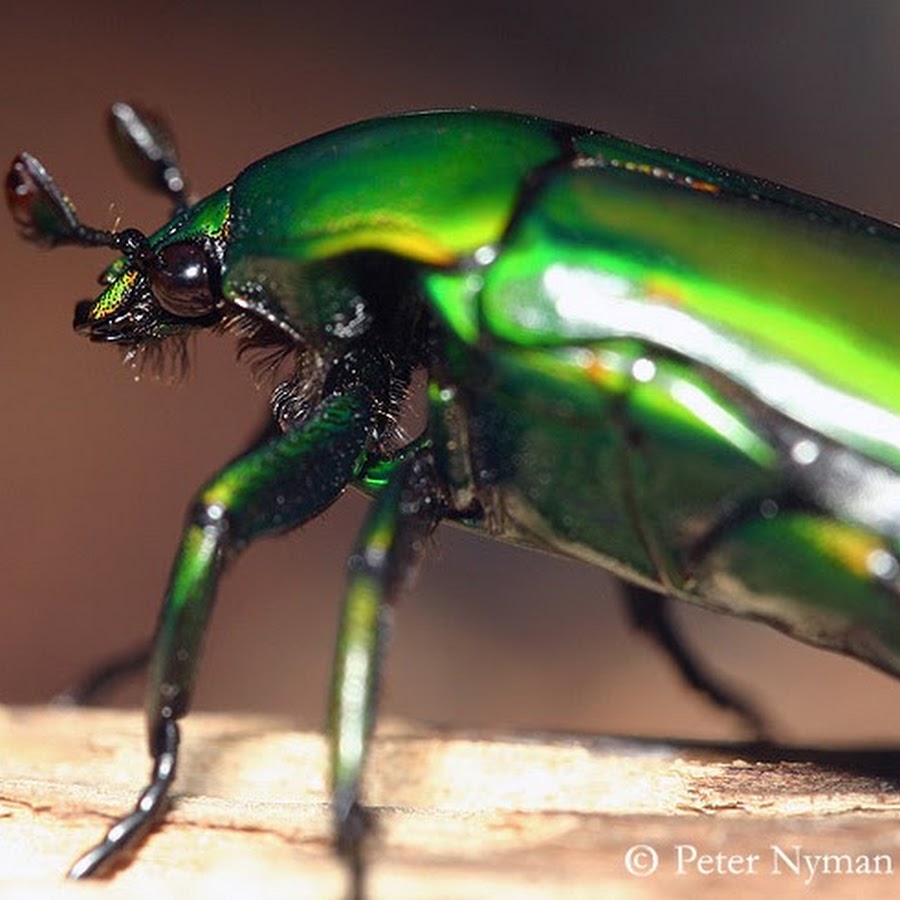 debugthebug