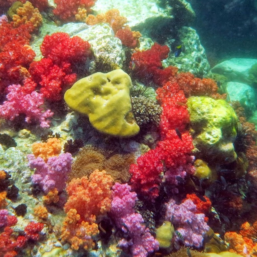 Tsarabanjina - snorkeling channel