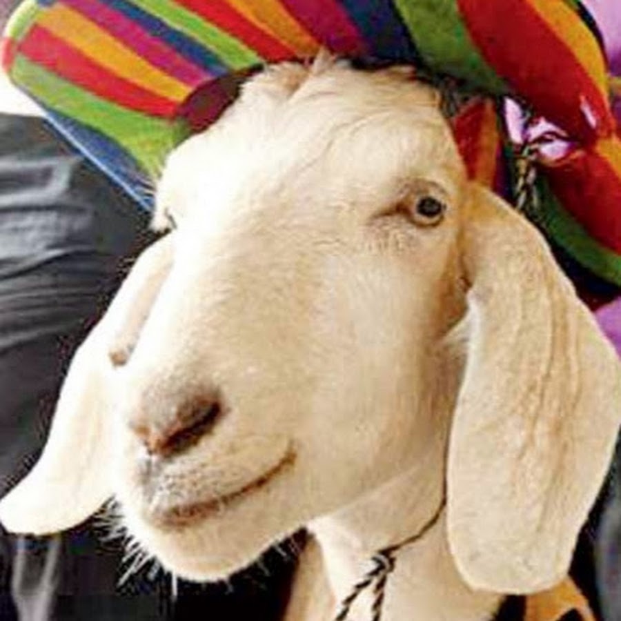 Gary The Goat