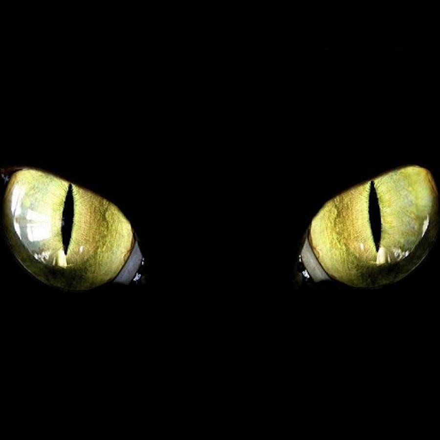 The House Cat