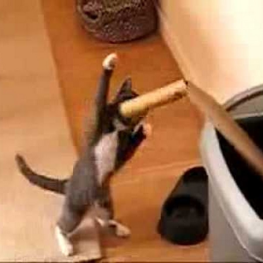 CuteKittenvideo
