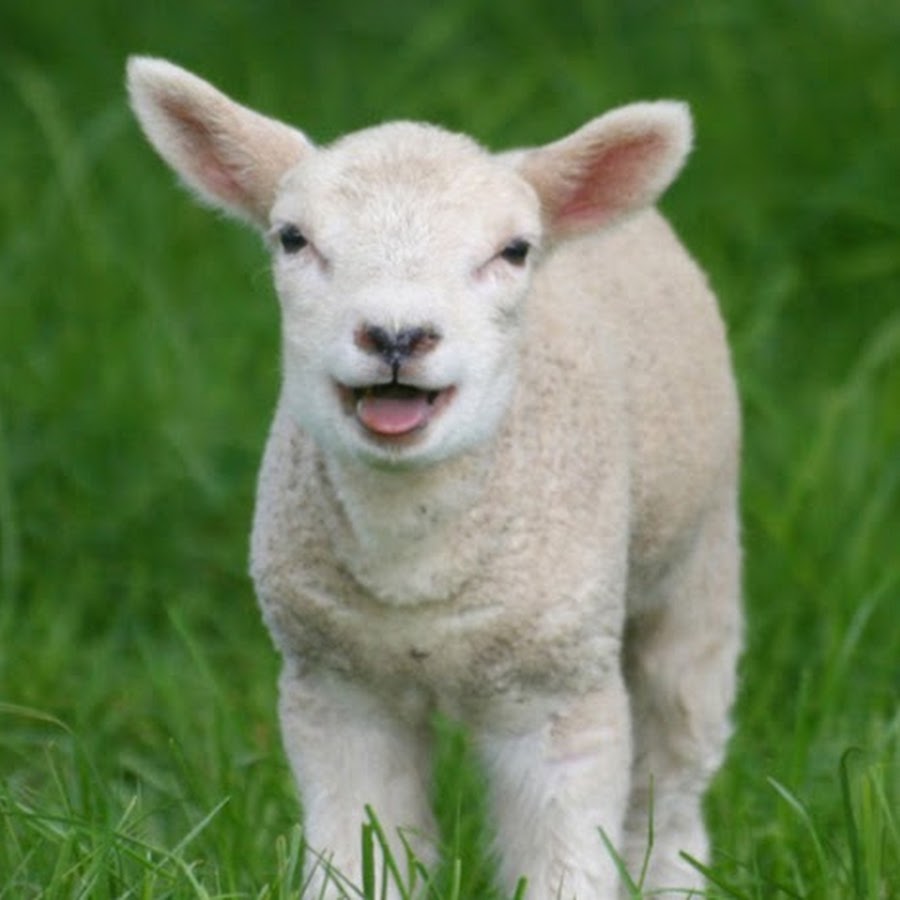 lamchopped