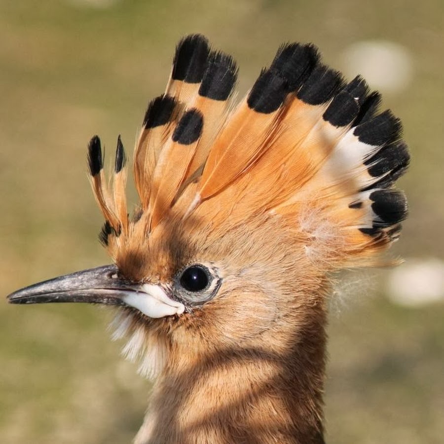 roepoe ronnepon