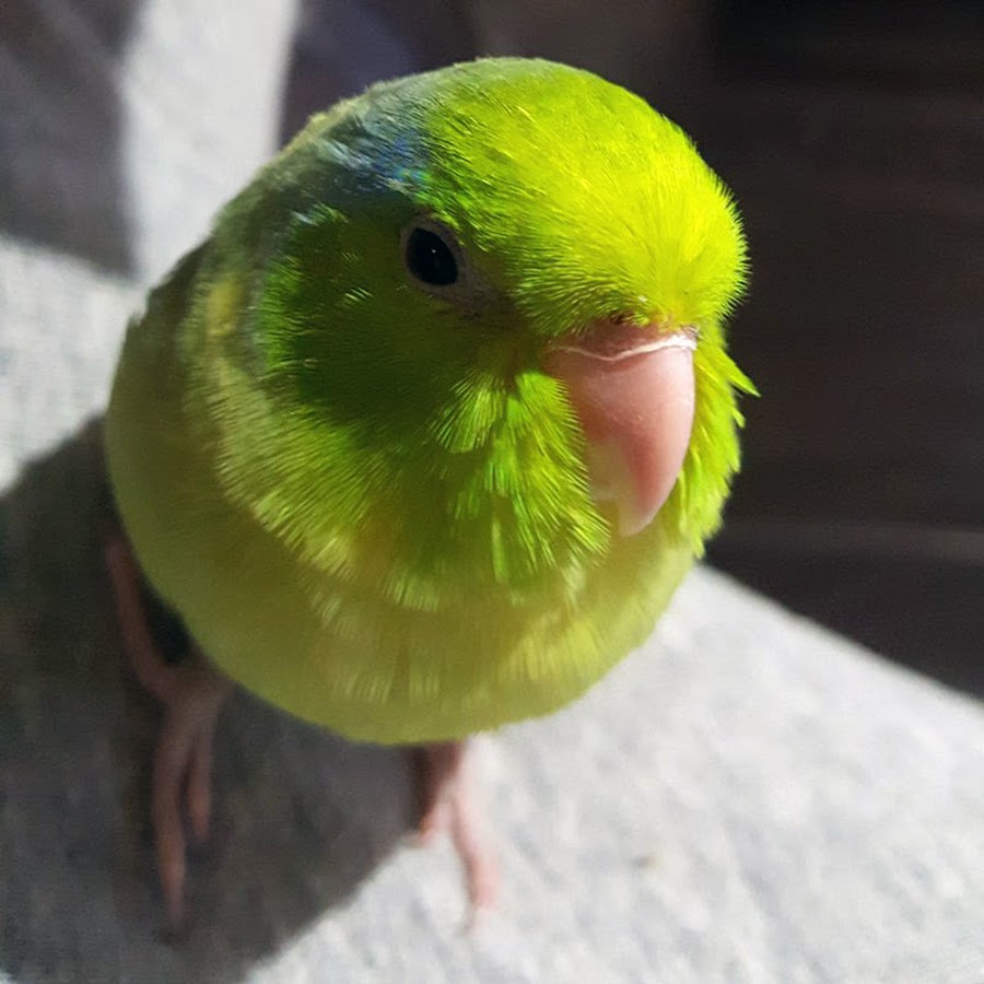 talkzcheep