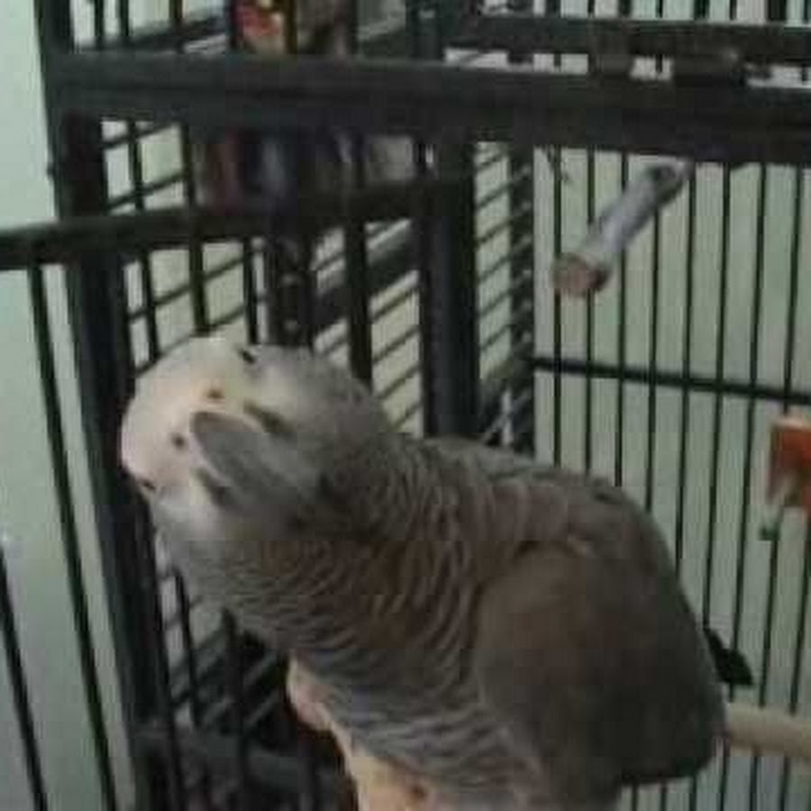 DandTbird