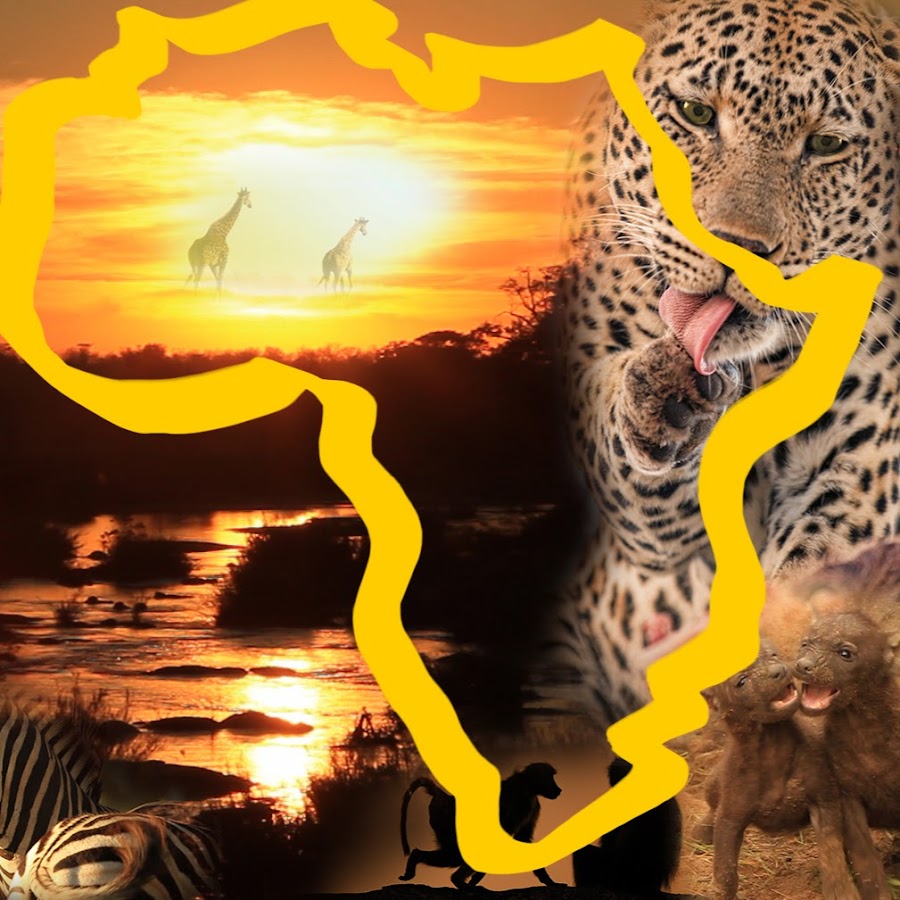 Wild Africa TV