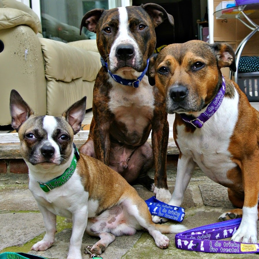 Staffy Lover