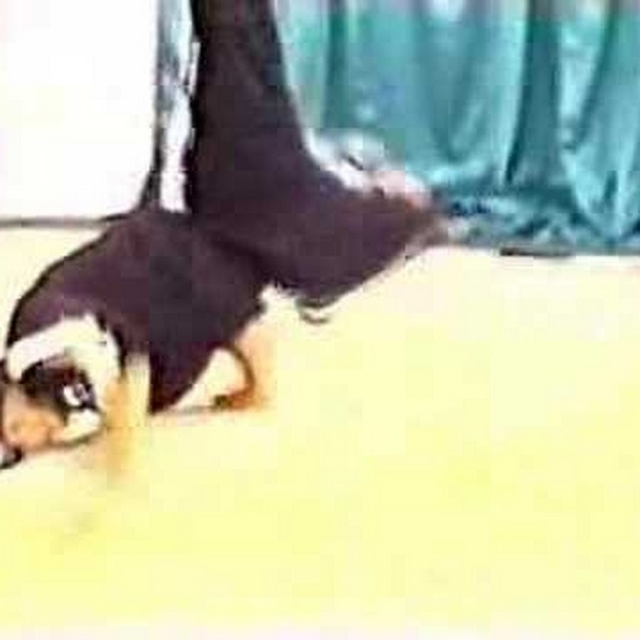 bboyalx