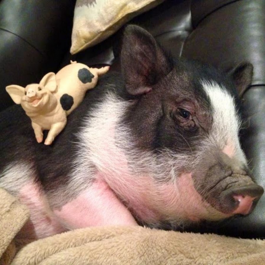 Virginia the Pig