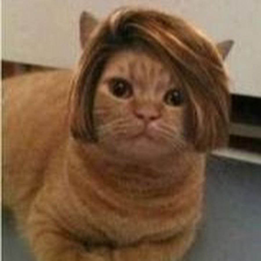 Franz El Gato