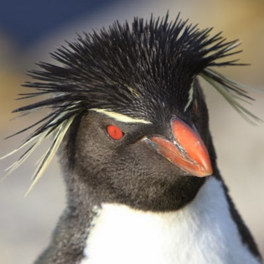 Penguins International