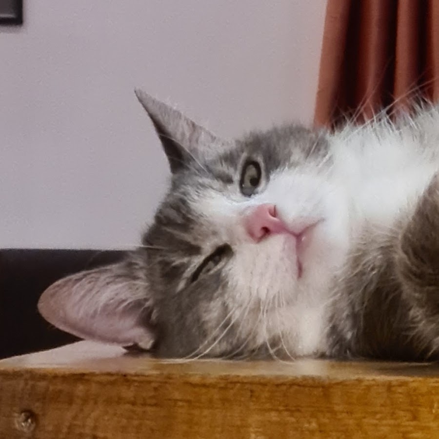 mikola