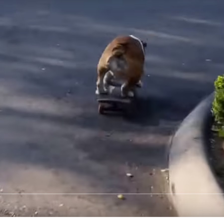 Shredding Gnarly Harley