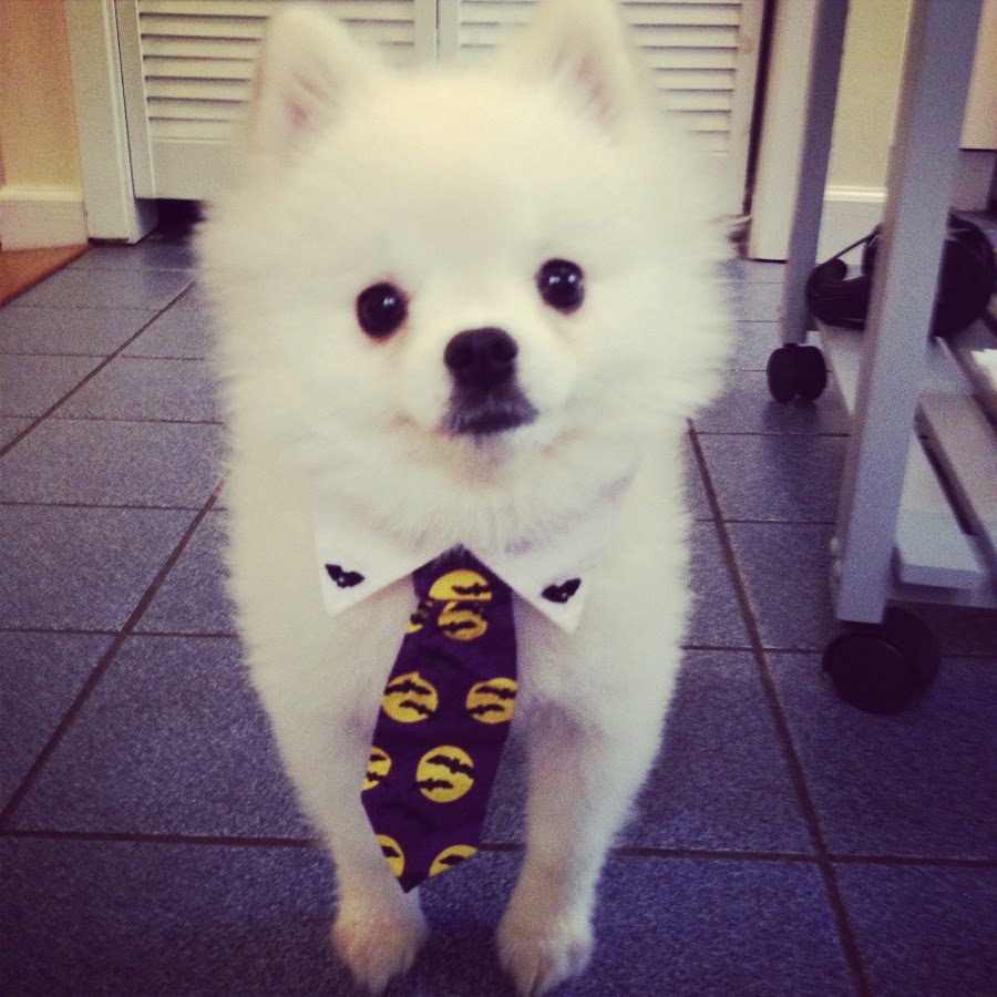 Roux the Pomeranian