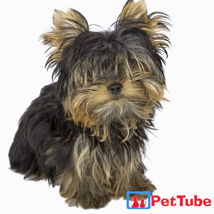 PetTube - Planet's Funniest Animals