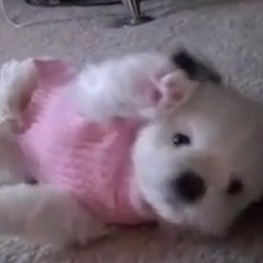 MomoTheShihpoo