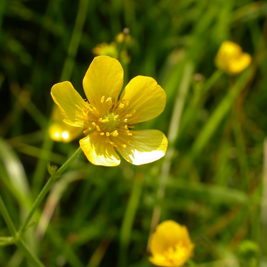 Ranunculus Acris