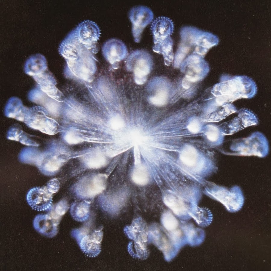 Metatron