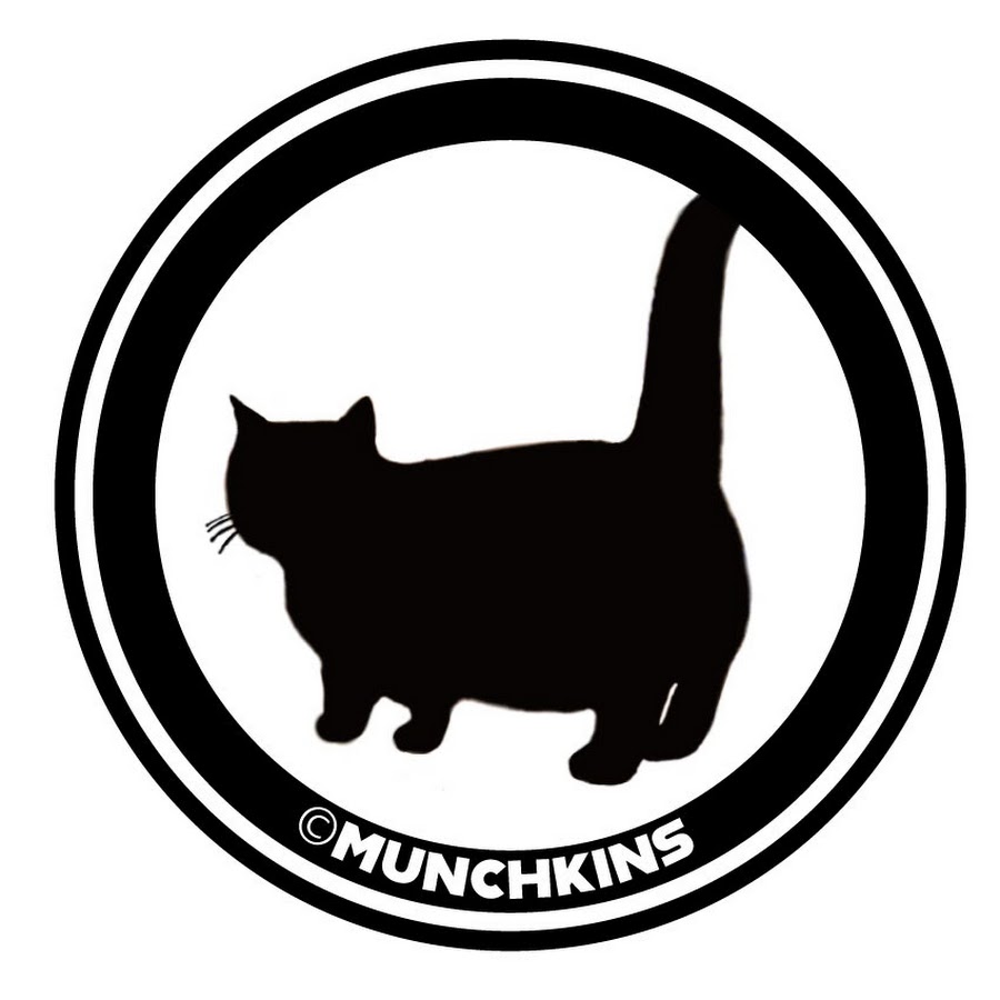 Cute Cats Munchkins' TV