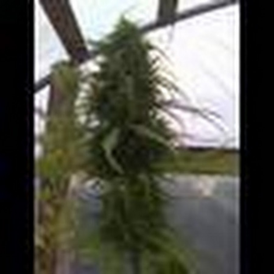 jeehaze77