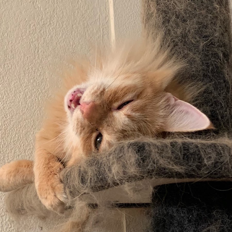 ninjacat