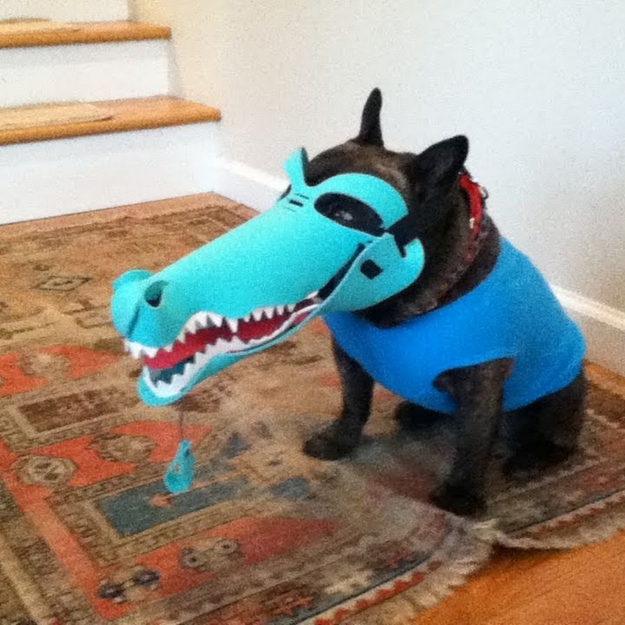 NewmanTheFrenchie