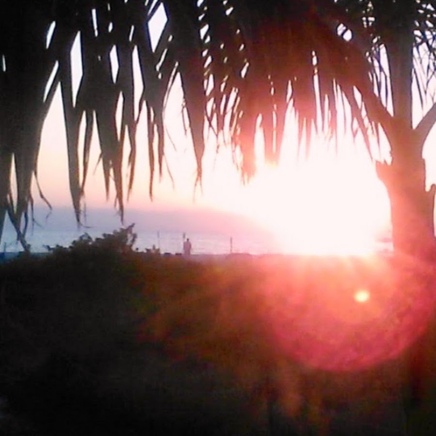 IslandPalm14