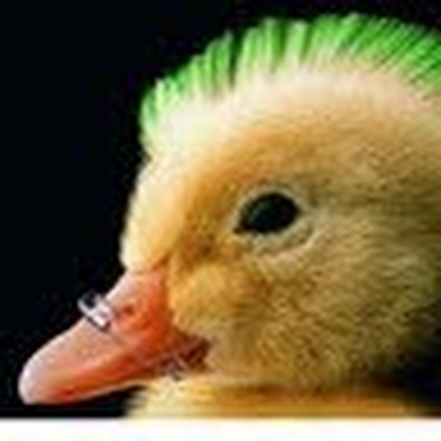 TehRebellingDuck