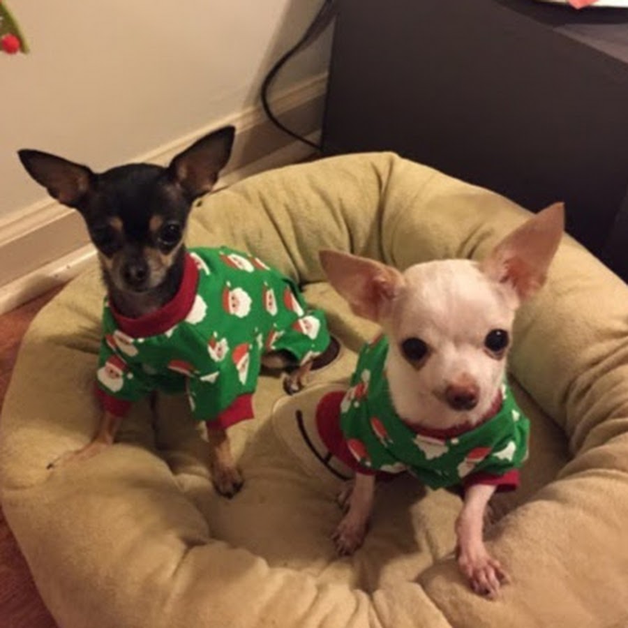 Chloe & Rose TheChiSisters